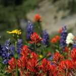 Summer Wildflower Background